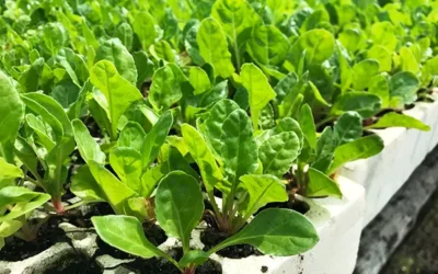 Equipping smallholder farmers to succeed