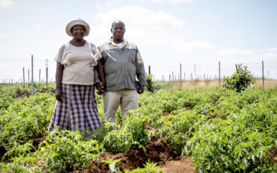 Why smallholder farmer hubs help get to the roots of food security