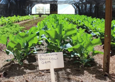 Supporting Smallholder Farmers to enter the Organics Sector in South Africa