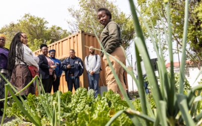 How learning journeys can reveal and help address systemic challenges