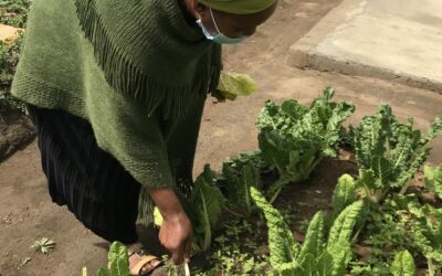 Building a sustainable food system for SA post-covid