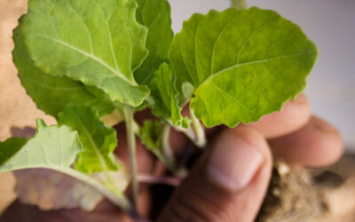 Spar South Africa seeks to improve access to affordable nutritious food