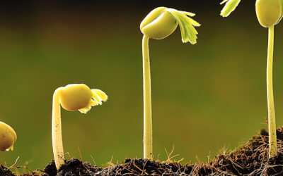 Food lab learnings presented at Harvard workshop