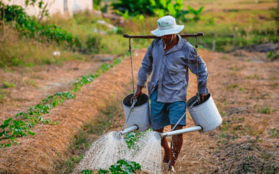 Food lab’s smallholder work recognized by UN programme