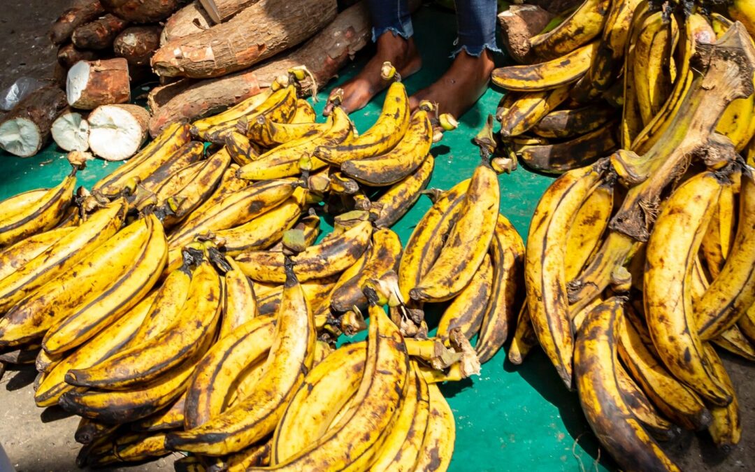 Stellenbosch university’s centre for social justice: “food is a right and a matter of social justice and not a resource subject to social, economic or political considerations