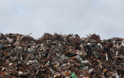 Food waste increases as people go hungry