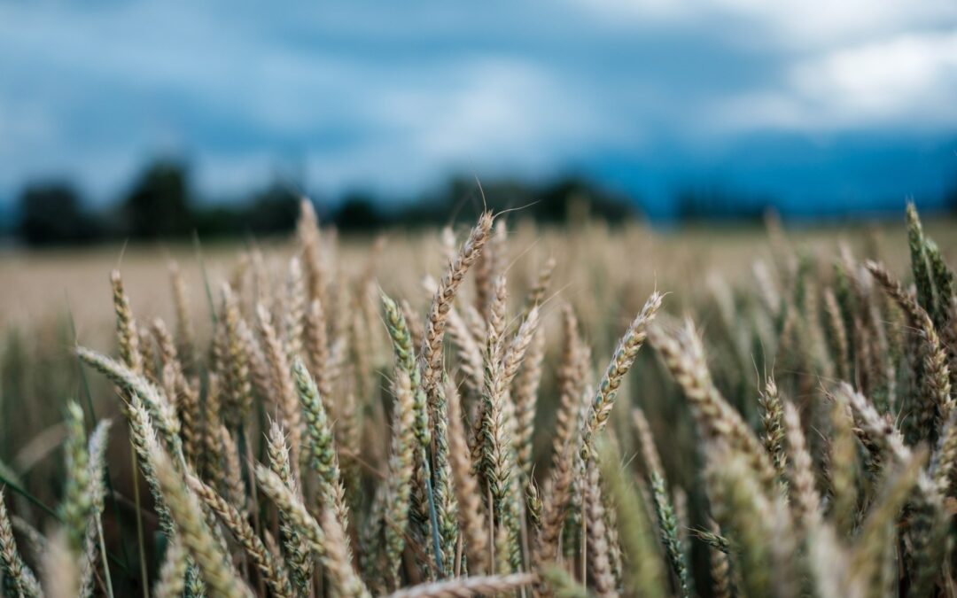 Indigenous crops ‘key to resetting the African food system’ post-covid-19