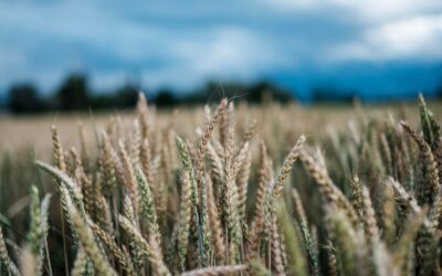 Indigenous crops ‘key to resetting the African food system’ post-covid-19