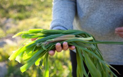 The cook who creates feasts from fynbos