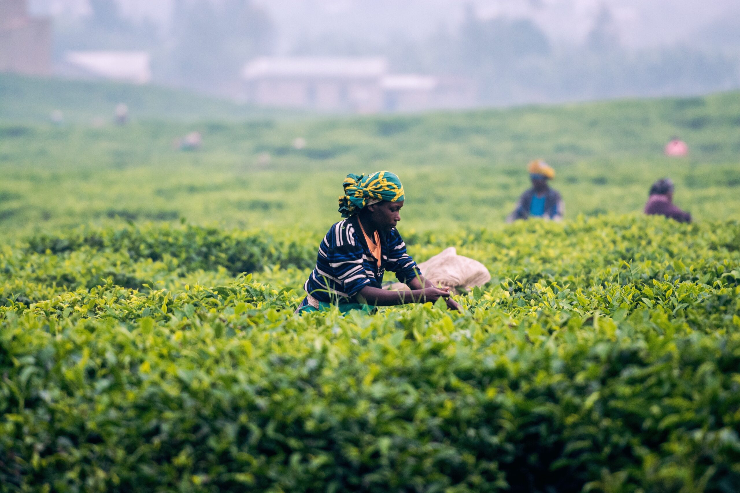maxime-niyomwungeri-704538-unsplash-e1542178163985