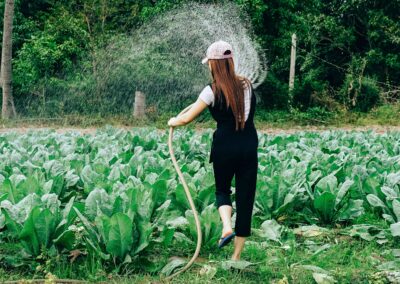The Rollout of Food Safety Standards Amongst Small Scale Farmers