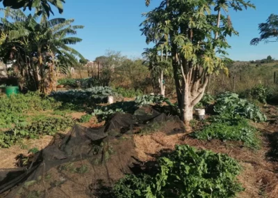 Agroecological understanding, practice and advocacy in South Africa