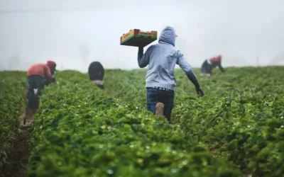 Mentorship must be at the heart of SA’s agricultural revival Agroecology and curriculum reform seen as keys to sustainable farming
